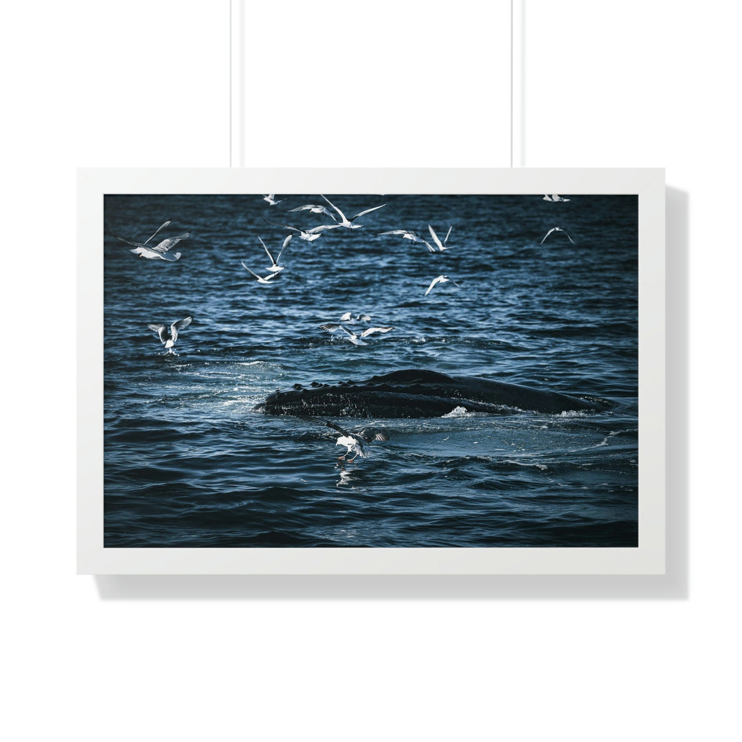 Humpback Hello - Framed Print - Visiting This World