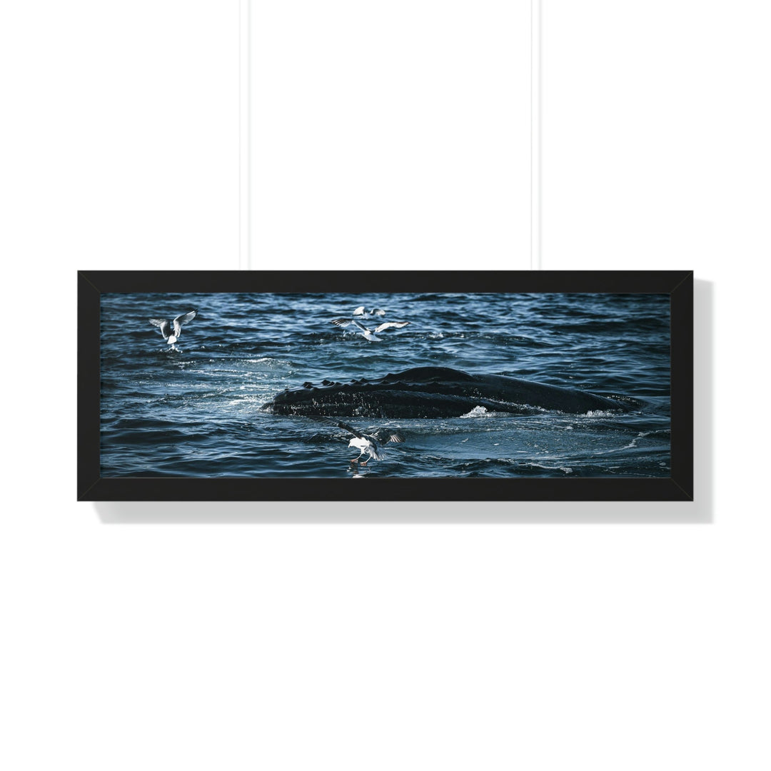 Humpback Hello - Framed Print - Visiting This World