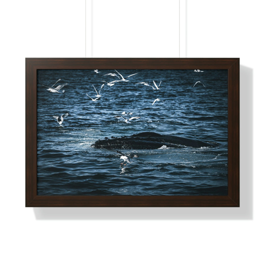 Humpback Hello - Framed Print - Visiting This World