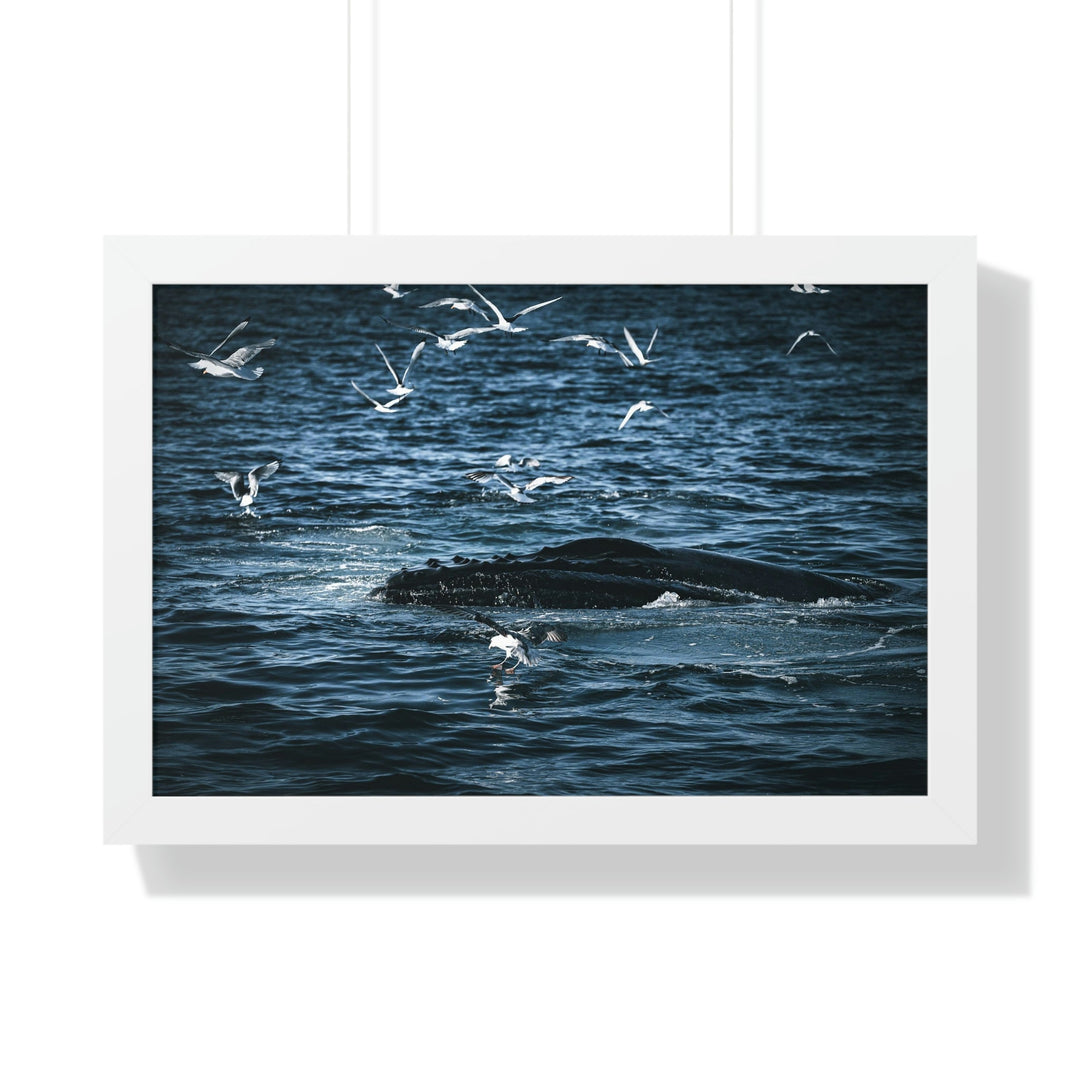 Humpback Hello - Framed Print - Visiting This World