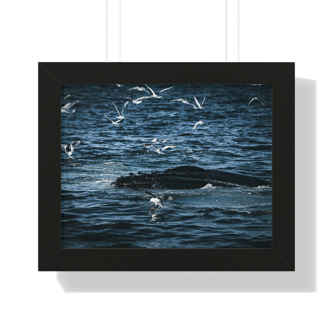 Humpback Hello - Framed Print - Visiting This World