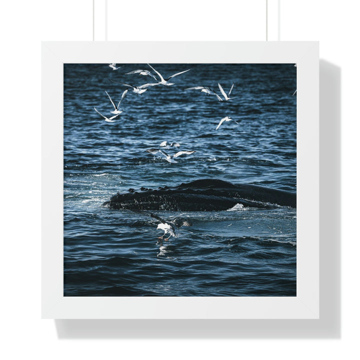 Humpback Hello - Framed Print - Visiting This World