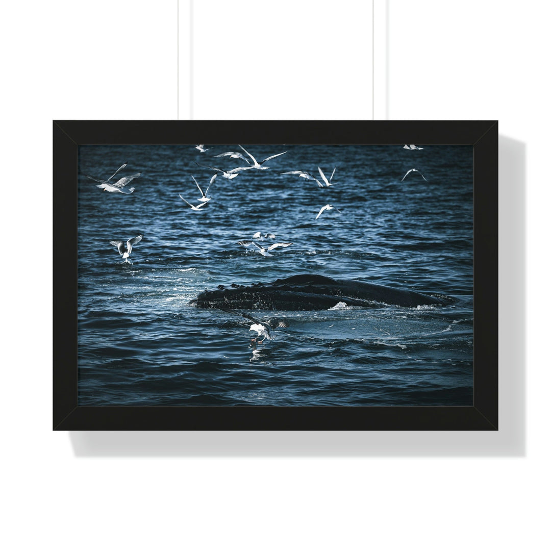 Humpback Hello - Framed Print - Visiting This World