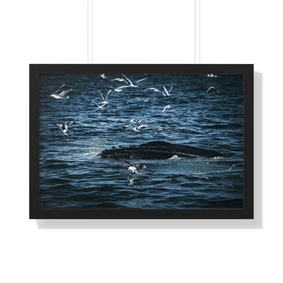 Humpback Hello - Framed Print - Visiting This World