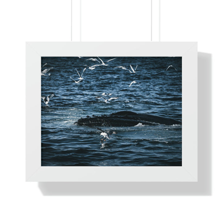 Humpback Hello - Framed Print - Visiting This World