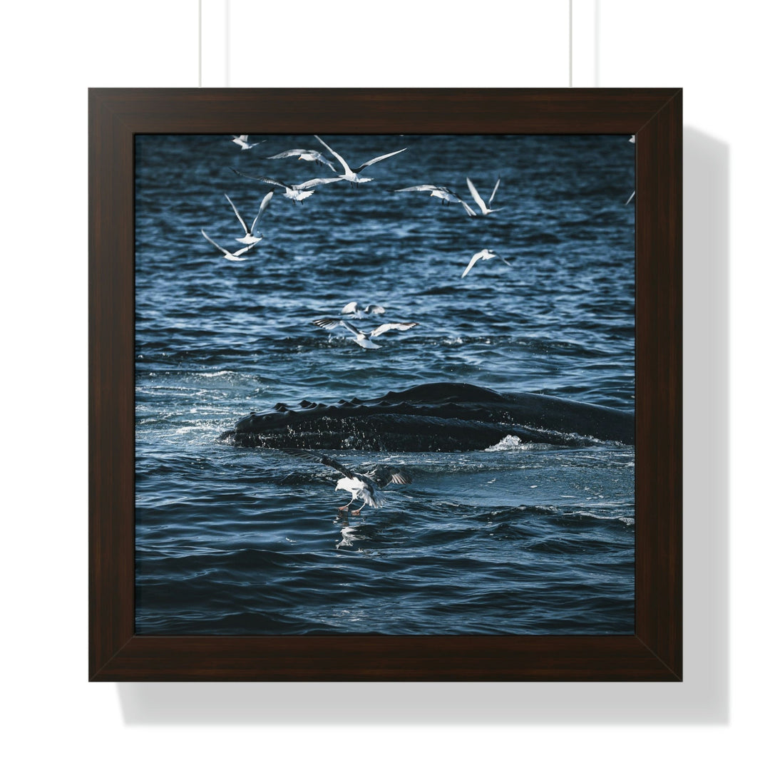 Humpback Hello - Framed Print - Visiting This World