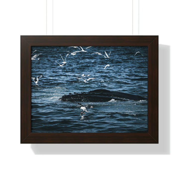 Humpback Hello - Framed Print - Visiting This World