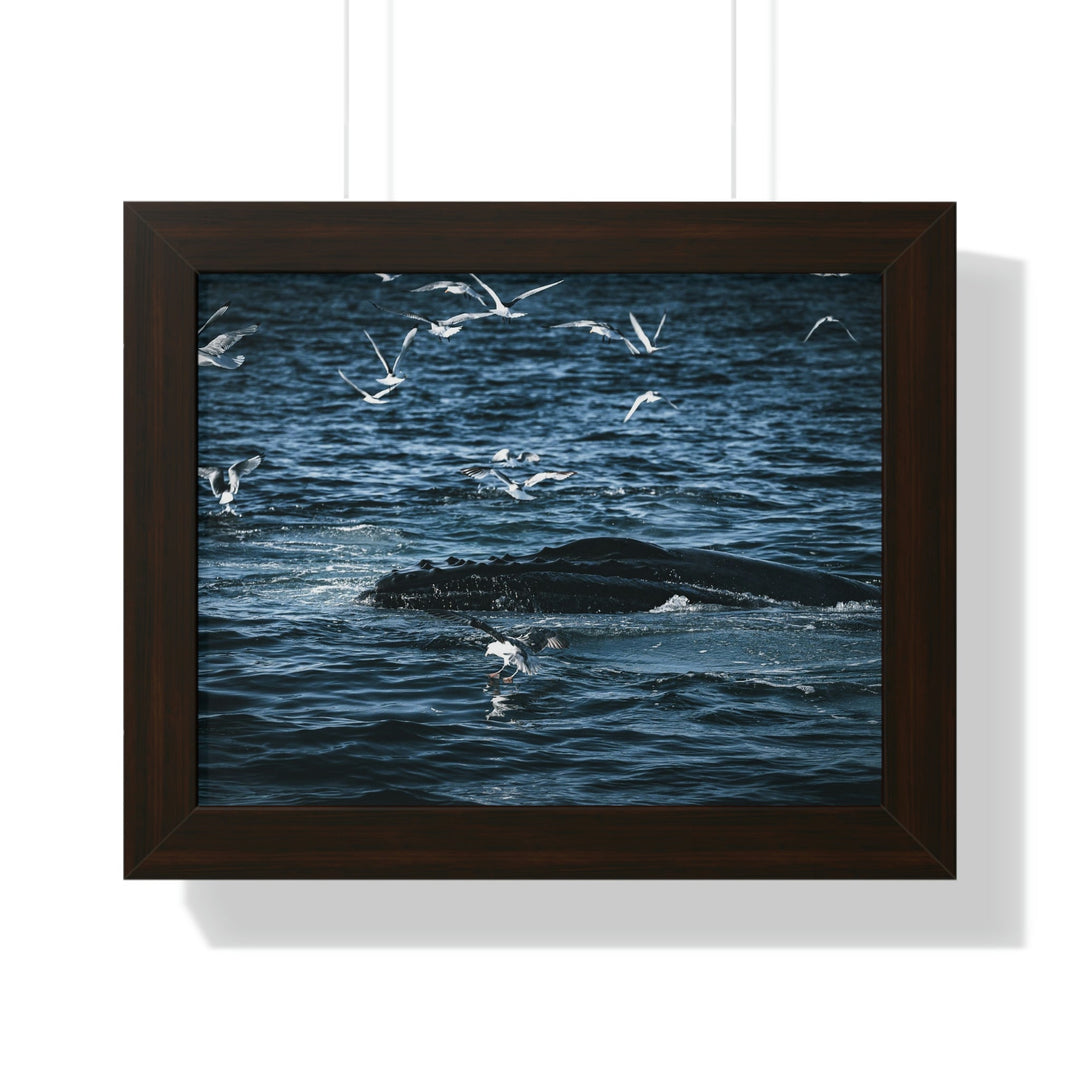 Humpback Hello - Framed Print - Visiting This World