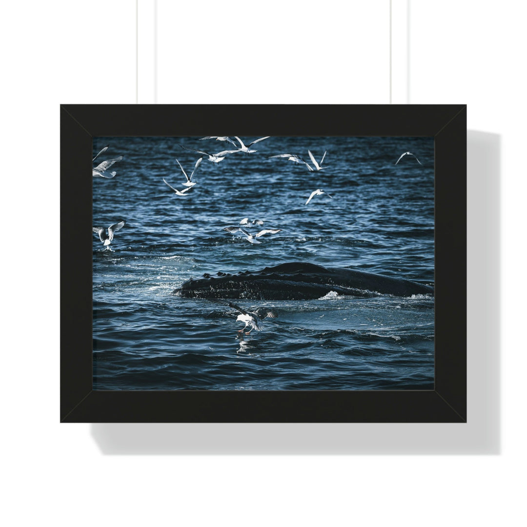 Humpback Hello - Framed Print - Visiting This World