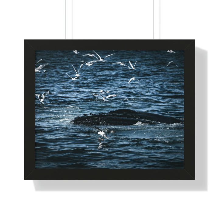 Humpback Hello - Framed Print - Visiting This World