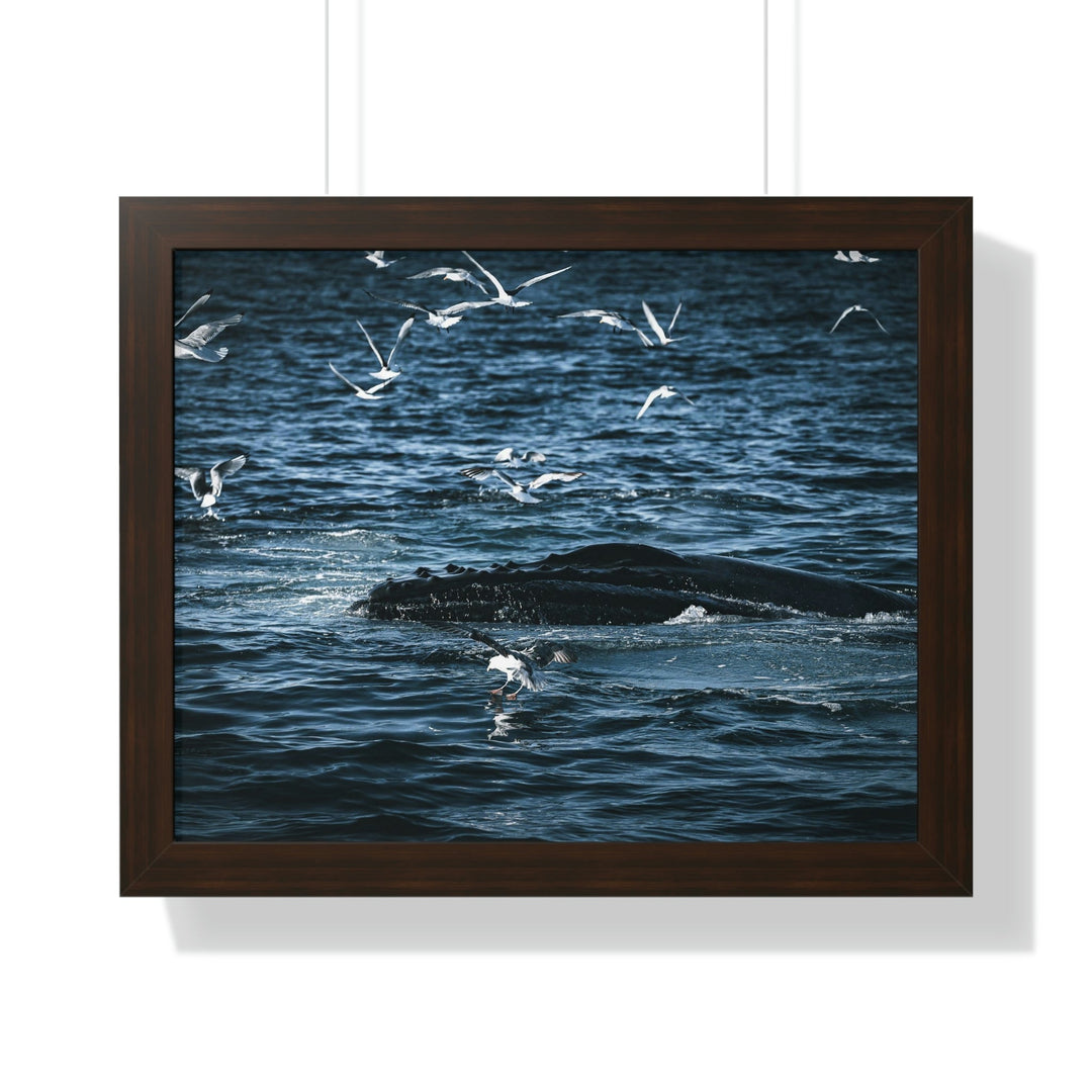 Humpback Hello - Framed Print - Visiting This World