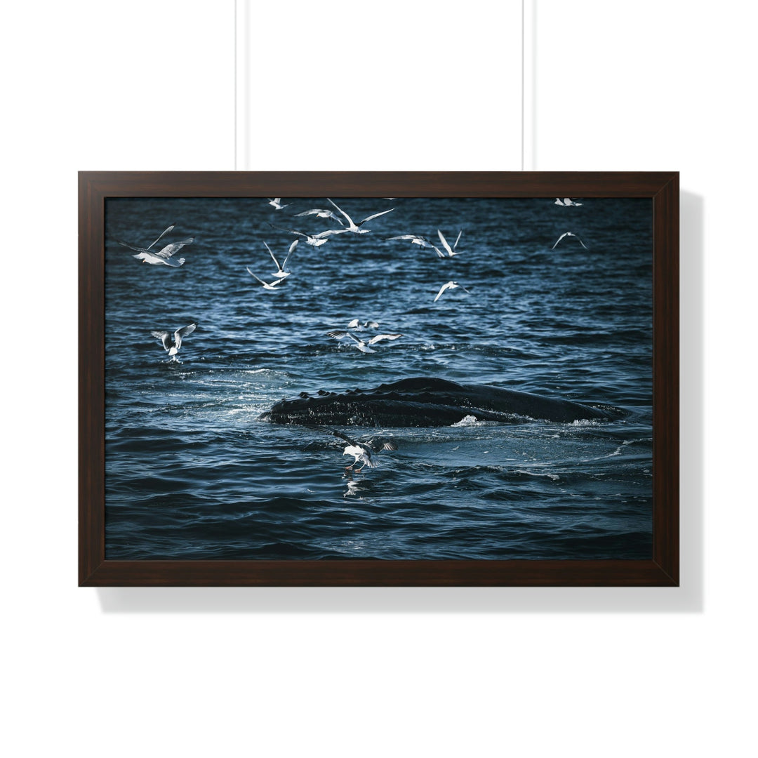 Humpback Hello - Framed Print - Visiting This World