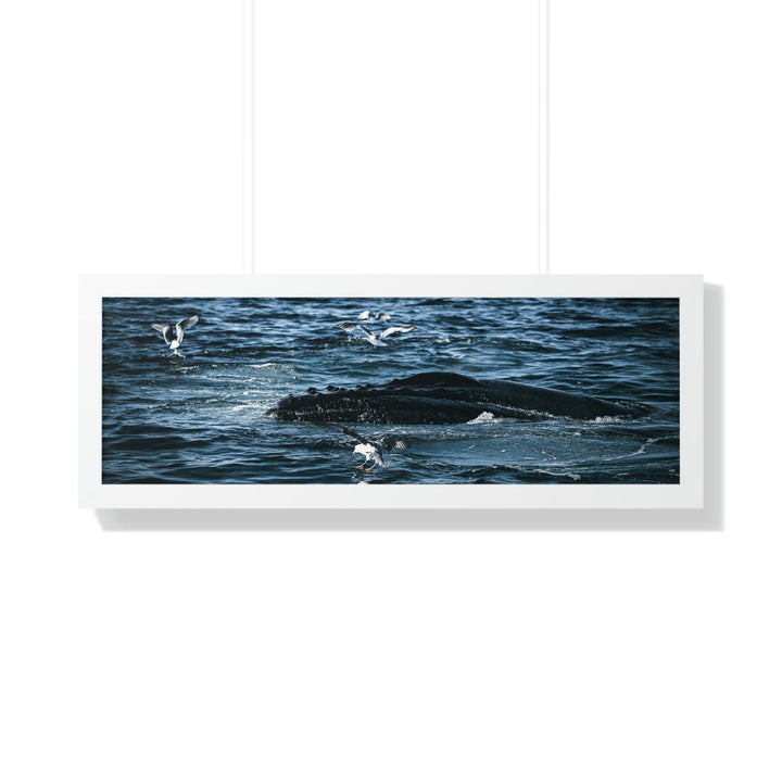 Humpback Hello - Framed Print - Visiting This World