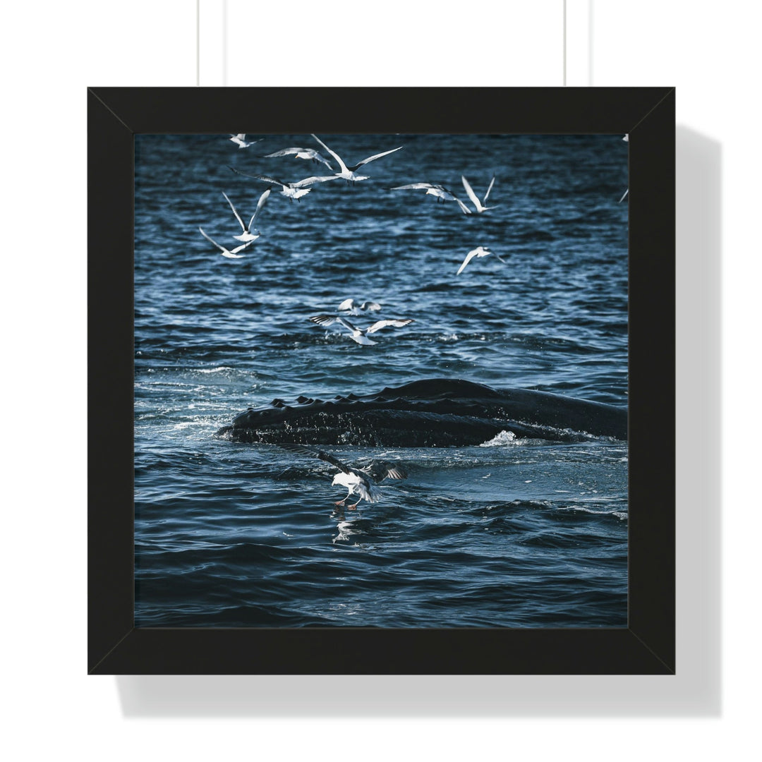 Humpback Hello - Framed Print - Visiting This World