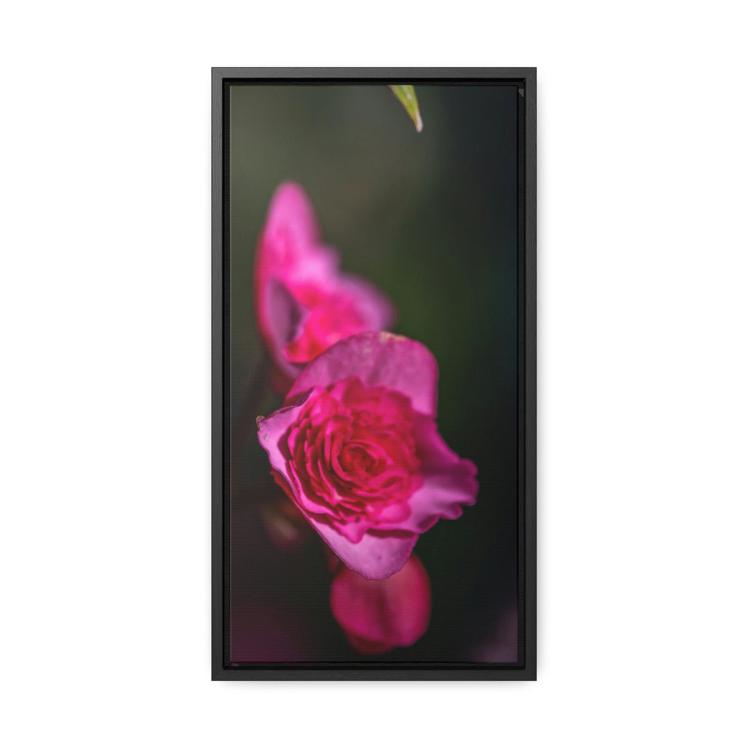 Hybrid Tea Rose - Canvas with Frame - Visiting This World