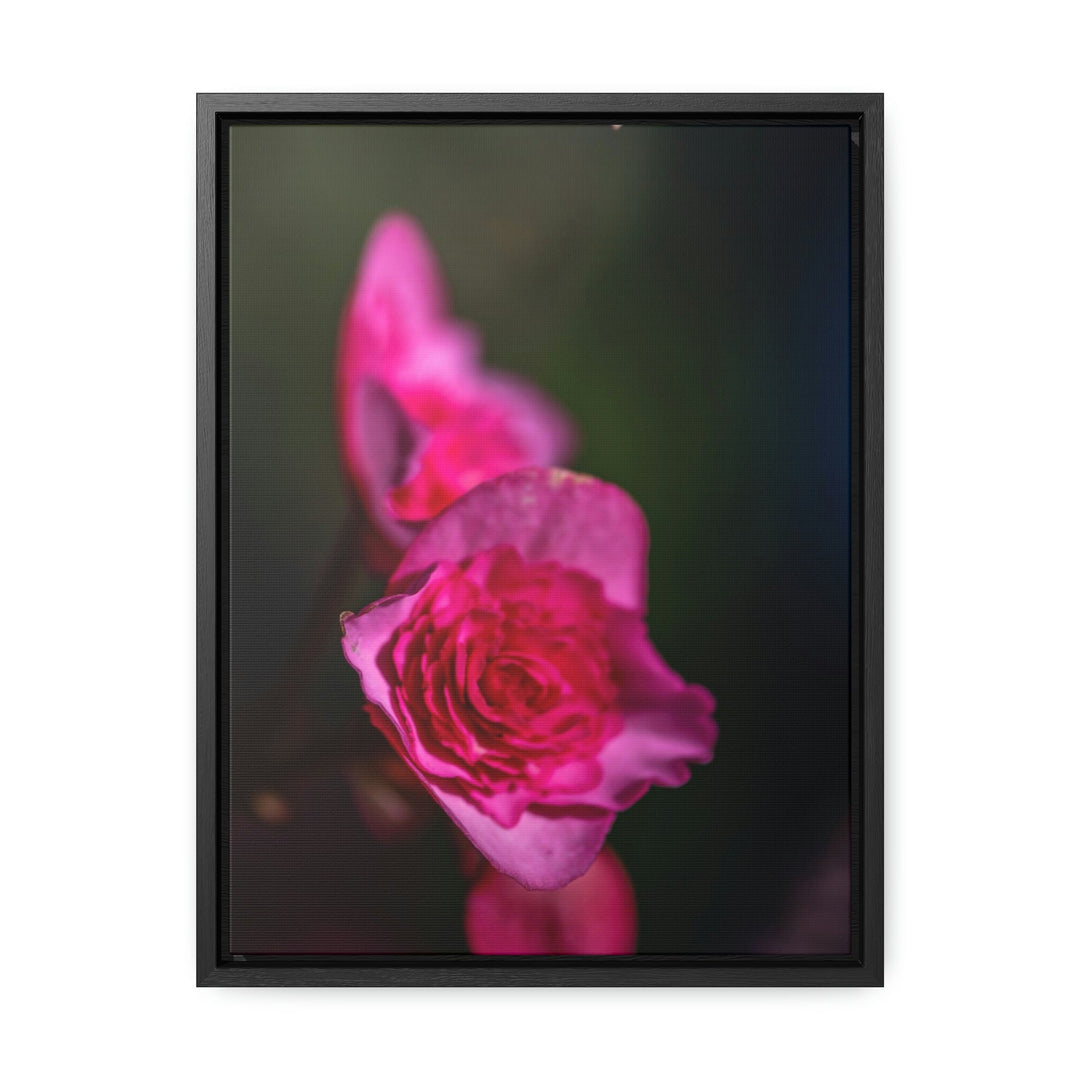 Hybrid Tea Rose - Canvas with Frame - Visiting This World