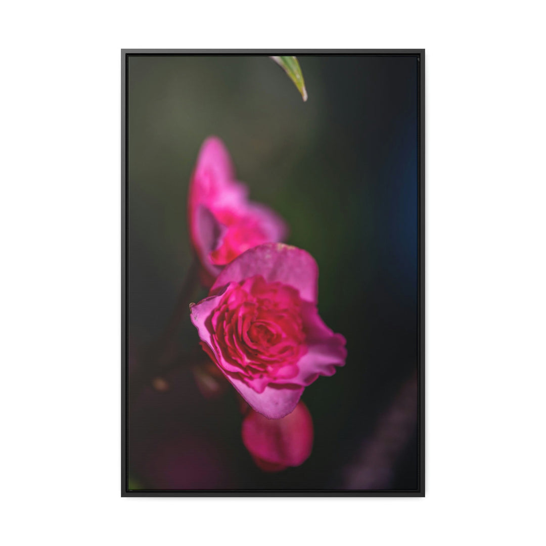 Hybrid Tea Rose - Canvas with Frame - Visiting This World