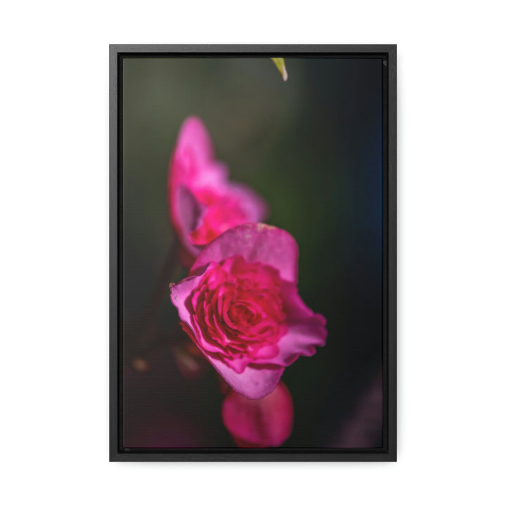 Hybrid Tea Rose - Canvas with Frame - Visiting This World