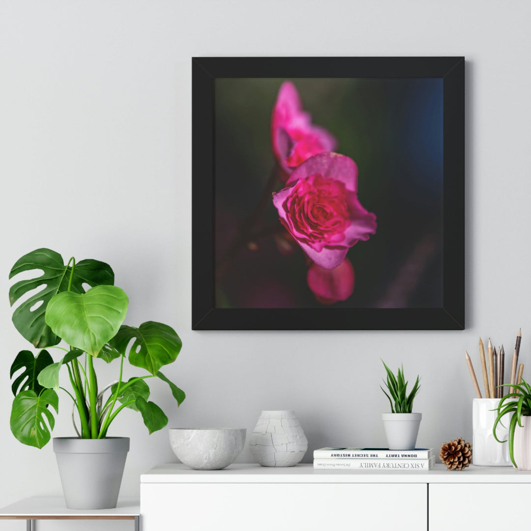 Hybrid Tea Rose - Framed Print - Visiting This World