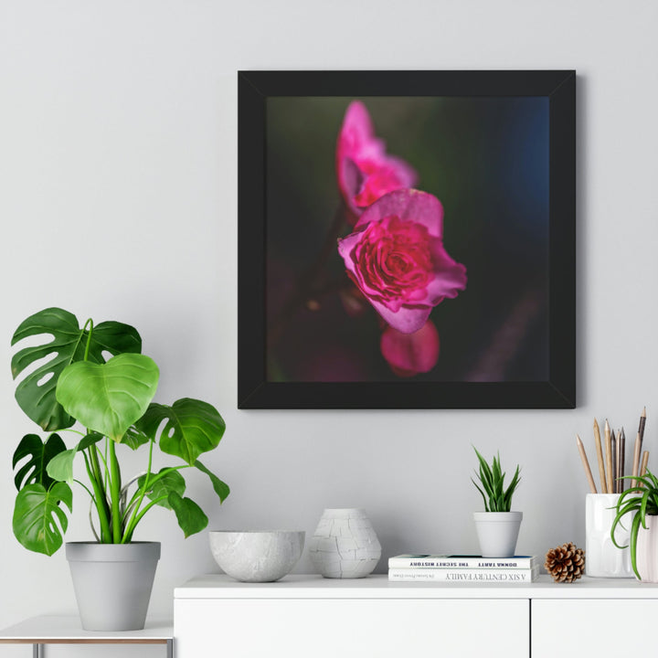 Hybrid Tea Rose - Framed Print - Visiting This World