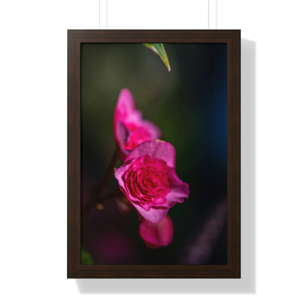 Hybrid Tea Rose - Framed Print - Visiting This World