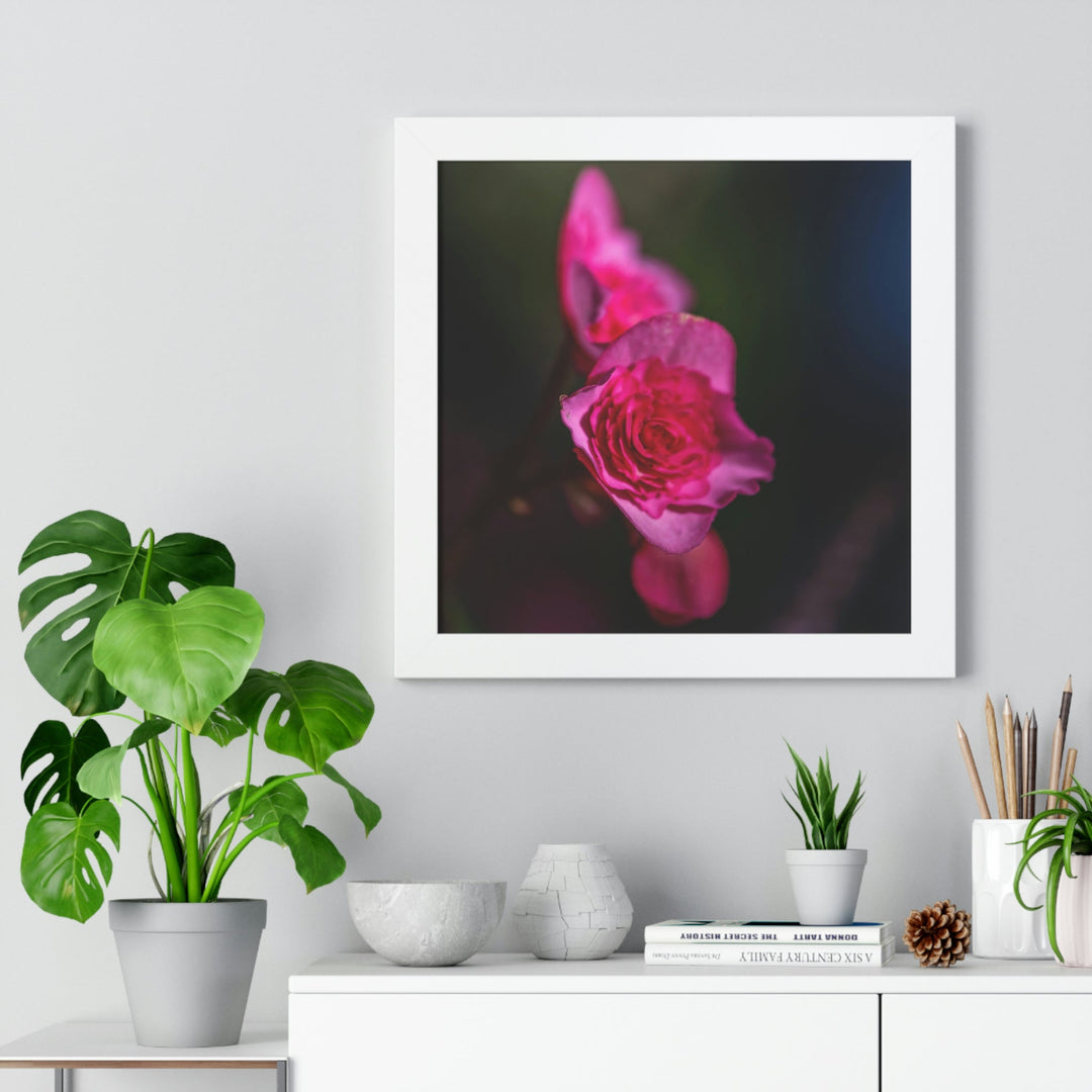 Hybrid Tea Rose - Framed Print - Visiting This World