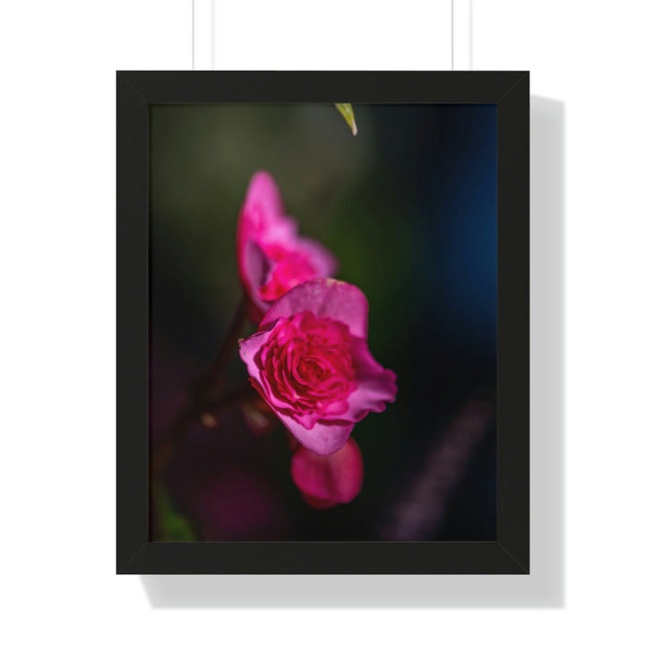 Hybrid Tea Rose - Framed Print - Visiting This World