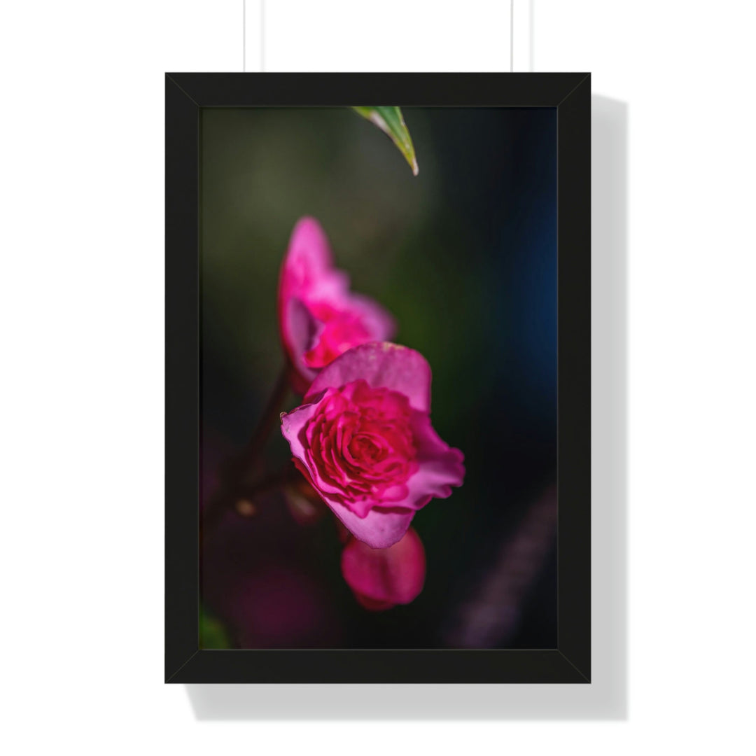 Hybrid Tea Rose - Framed Print - Visiting This World