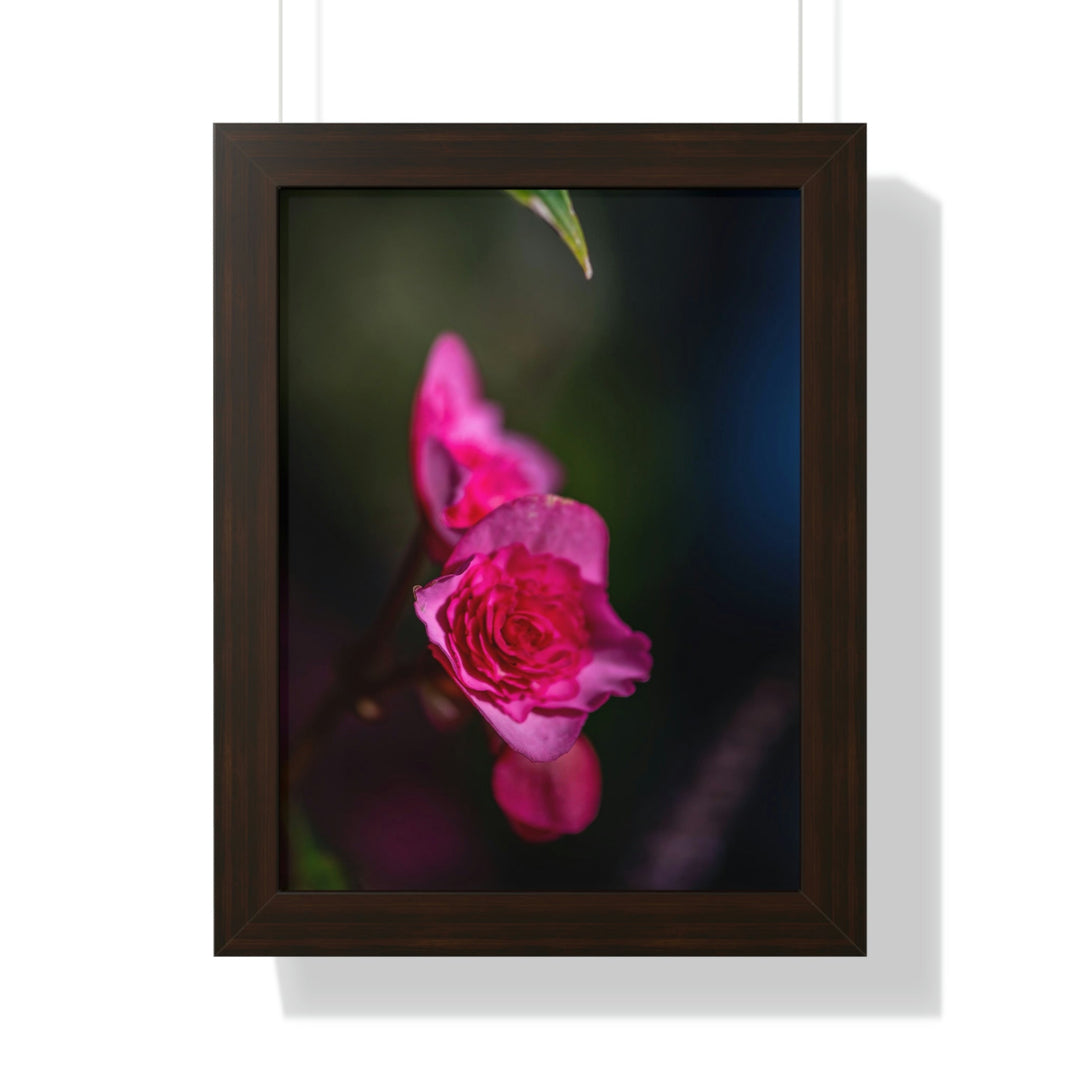 Hybrid Tea Rose - Framed Print - Visiting This World