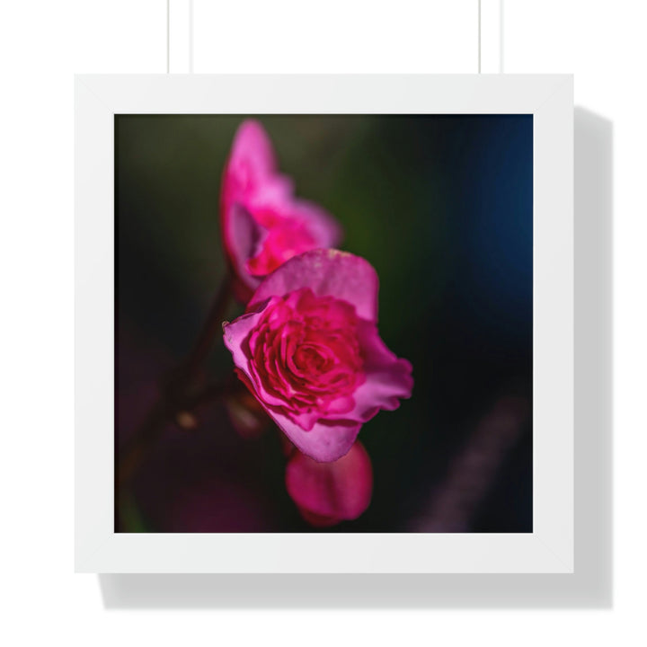 Hybrid Tea Rose - Framed Print - Visiting This World