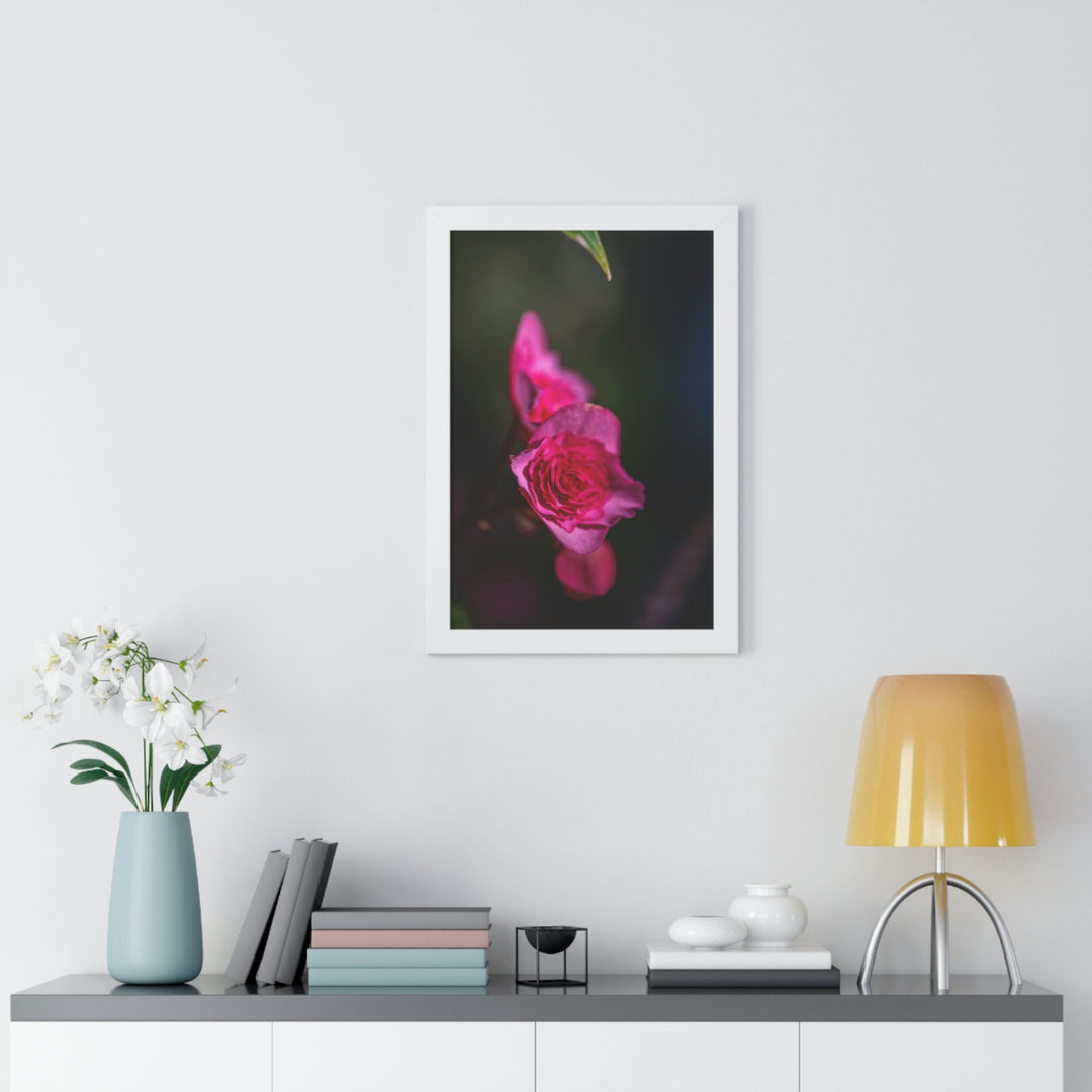 Hybrid Tea Rose - Framed Print - Visiting This World