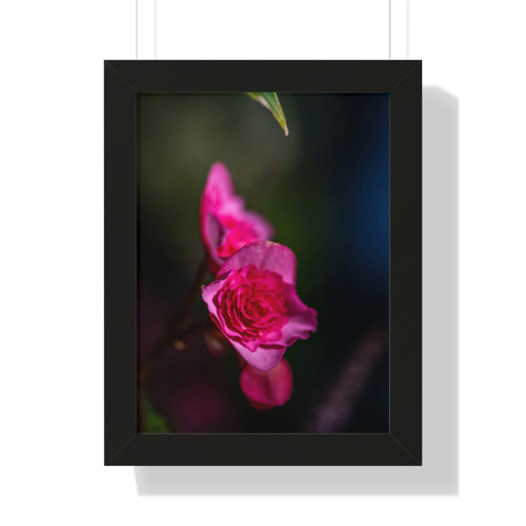 Hybrid Tea Rose - Framed Print - Visiting This World