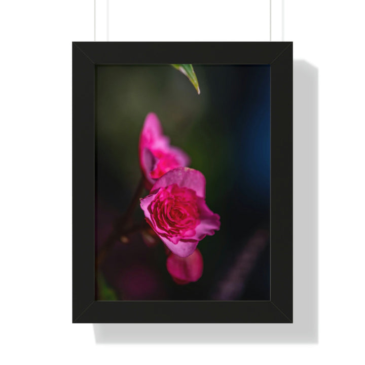 Hybrid Tea Rose - Framed Print - Visiting This World