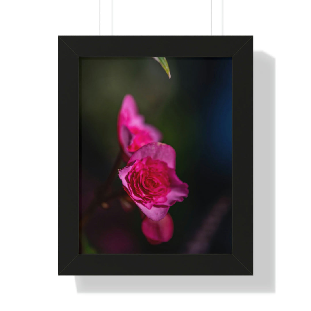 Hybrid Tea Rose - Framed Print - Visiting This World