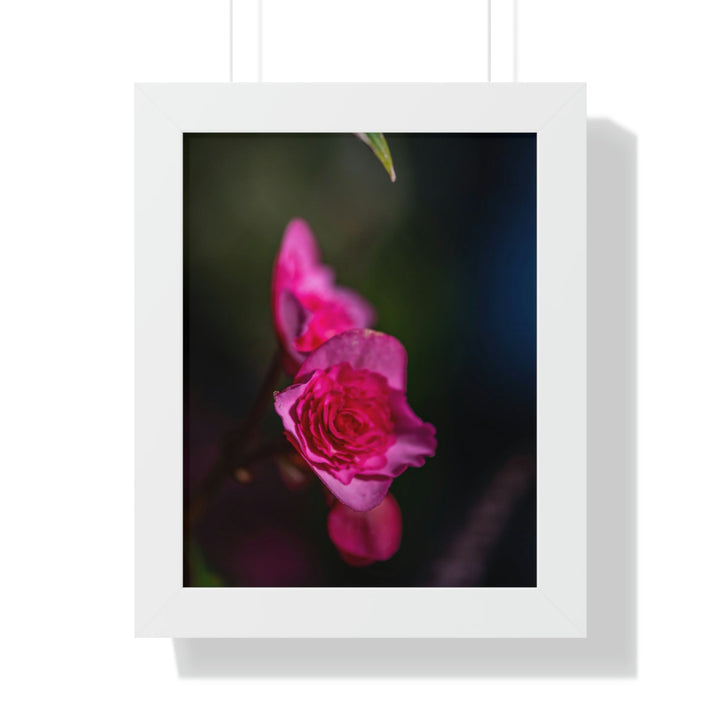 Hybrid Tea Rose - Framed Print - Visiting This World