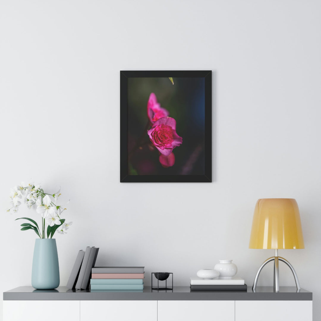 Hybrid Tea Rose - Framed Print - Visiting This World