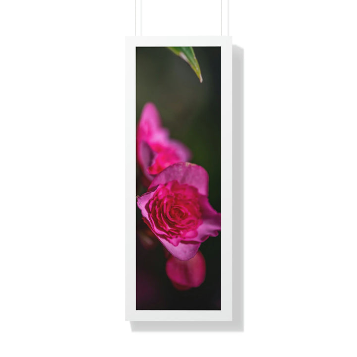 Hybrid Tea Rose - Framed Print - Visiting This World