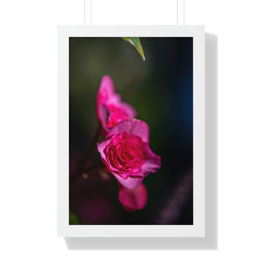 Hybrid Tea Rose - Framed Print - Visiting This World