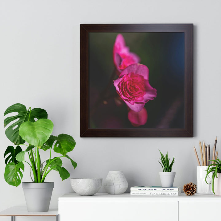 Hybrid Tea Rose - Framed Print - Visiting This World