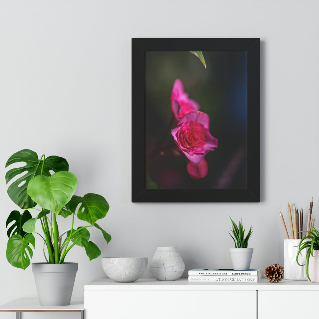 Hybrid Tea Rose - Framed Print - Visiting This World