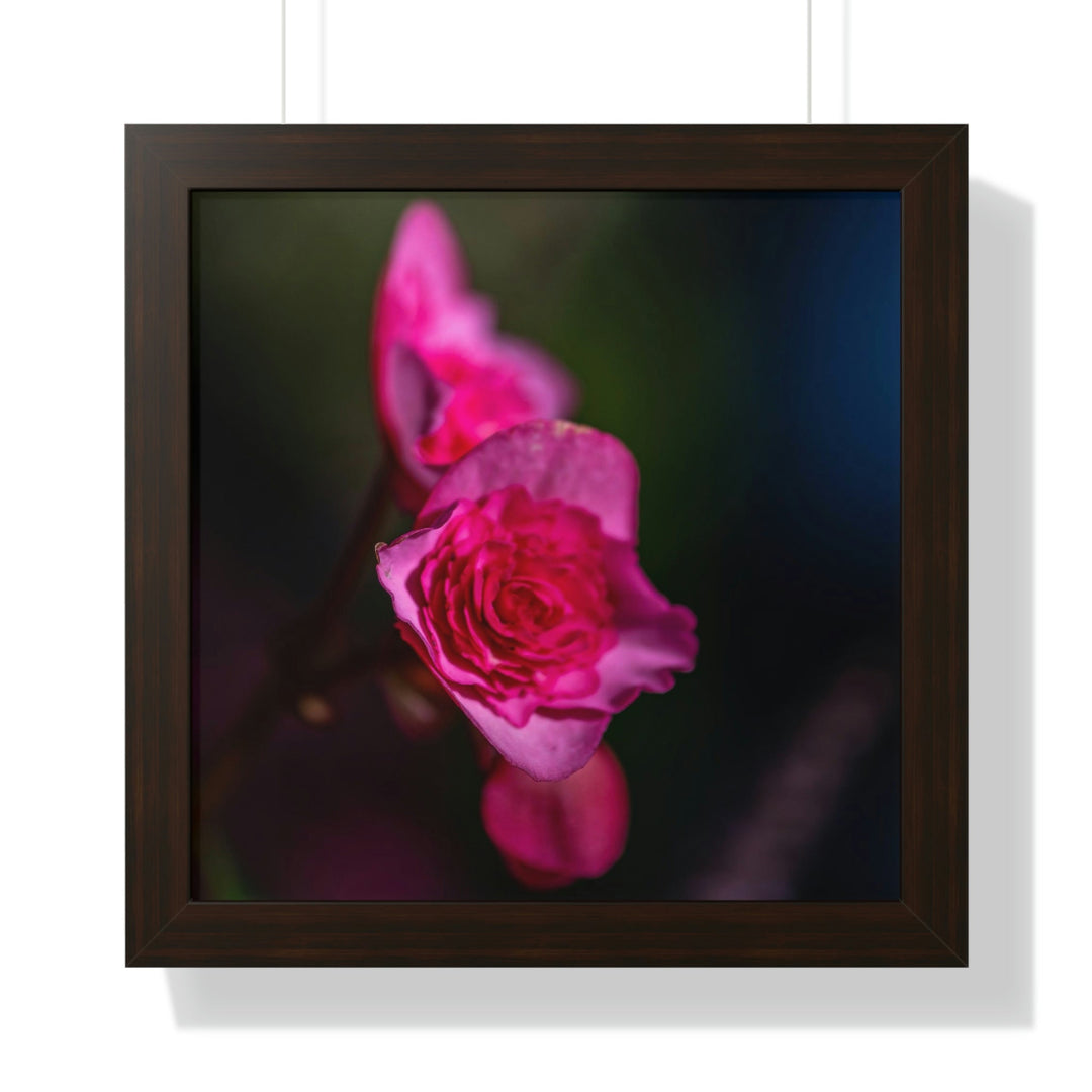 Hybrid Tea Rose - Framed Print - Visiting This World