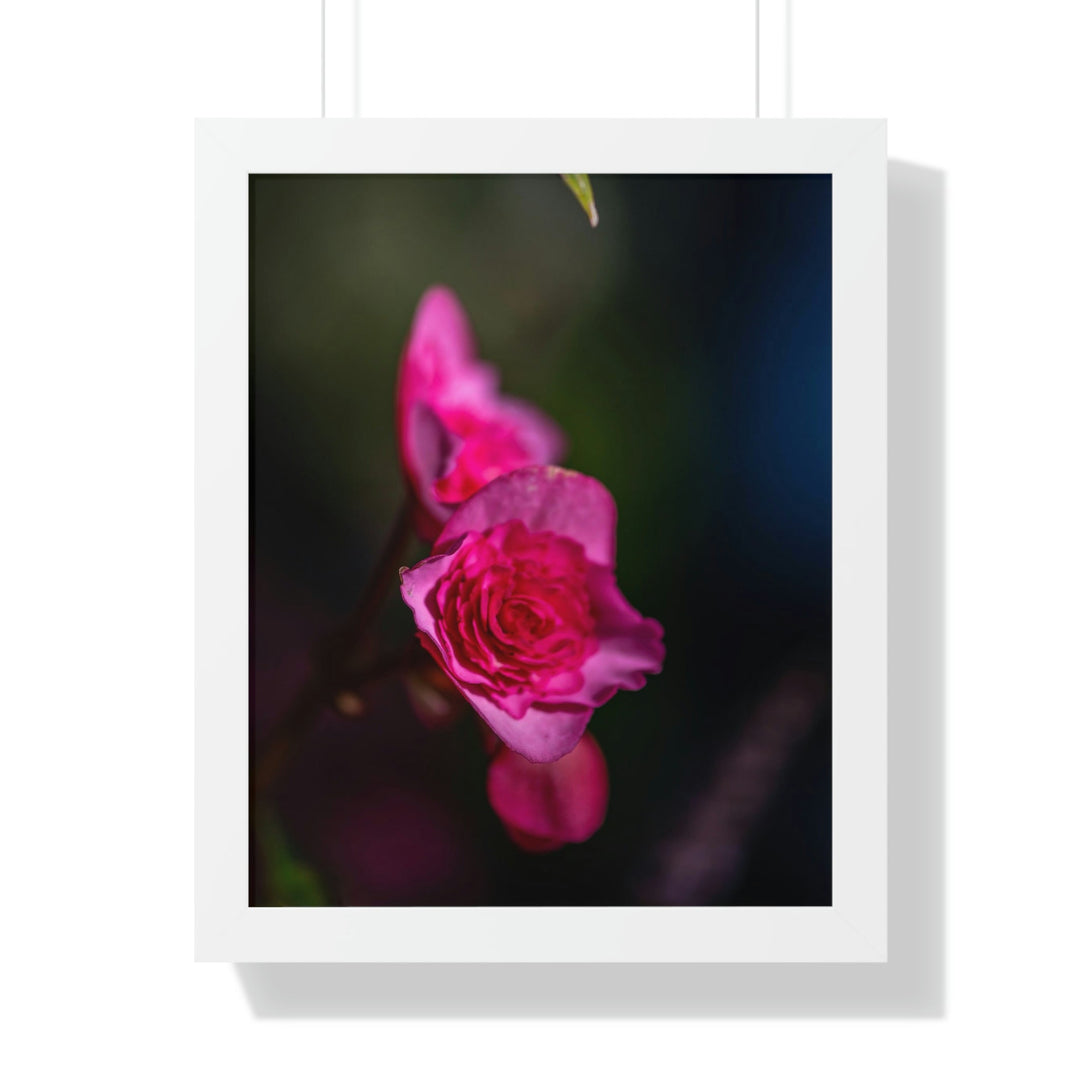 Hybrid Tea Rose - Framed Print - Visiting This World