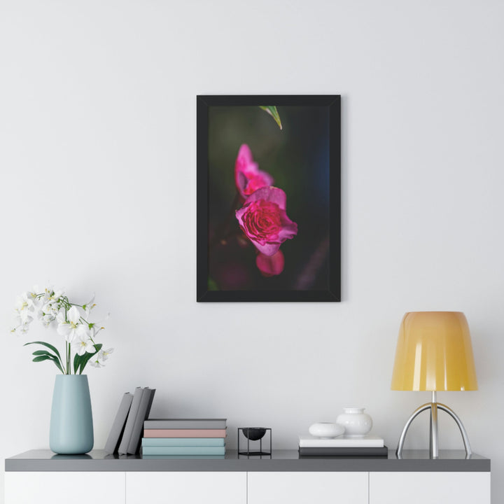 Hybrid Tea Rose - Framed Print - Visiting This World