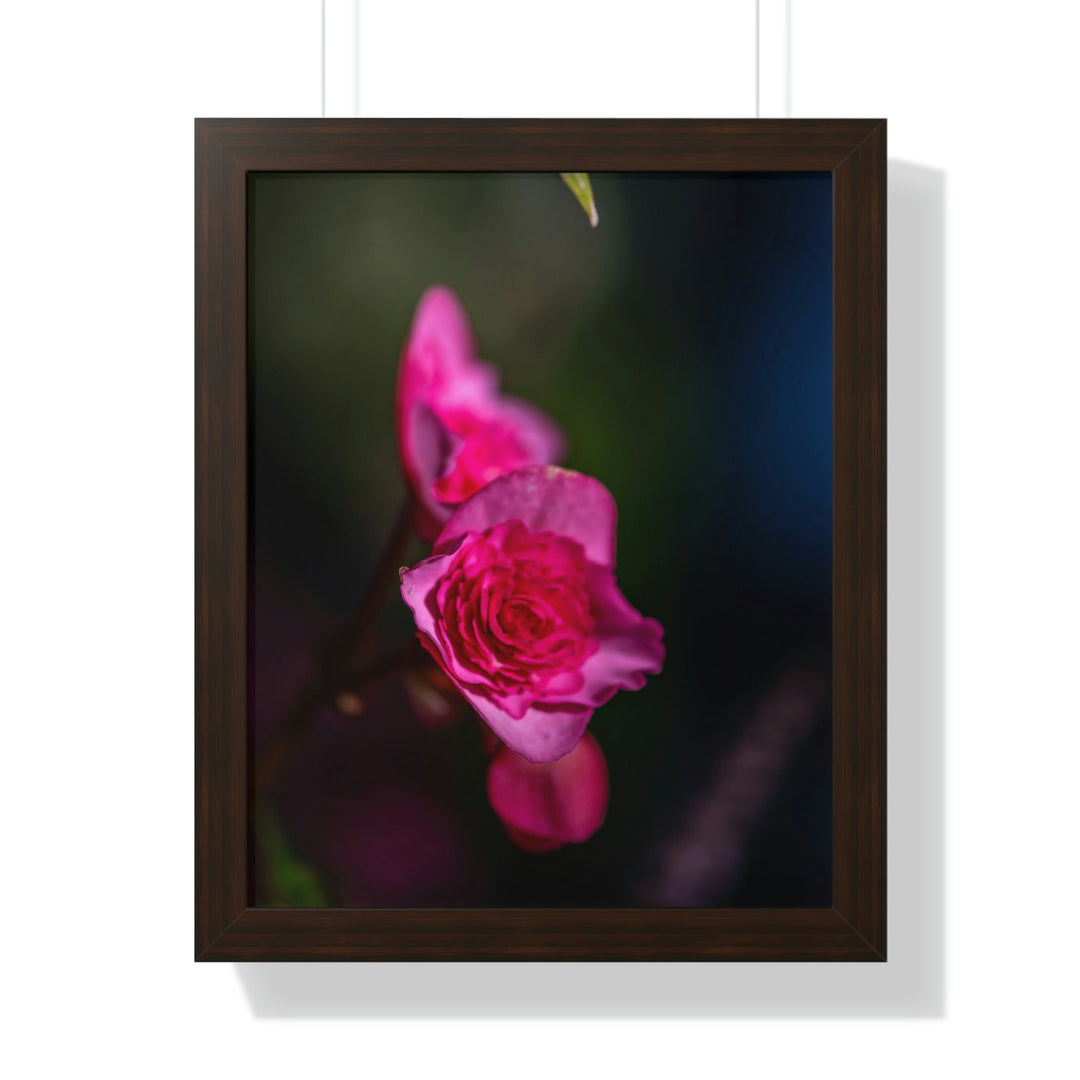 Hybrid Tea Rose - Framed Print - Visiting This World