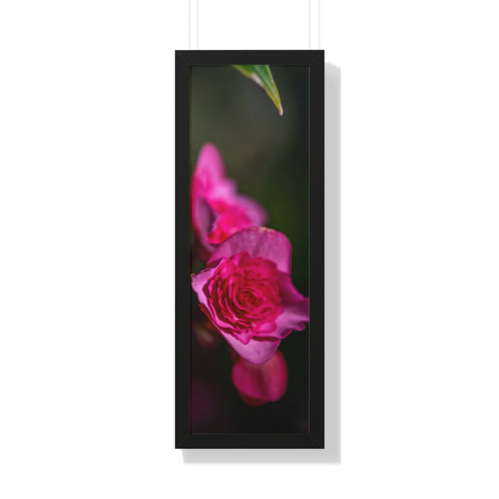 Hybrid Tea Rose - Framed Print - Visiting This World