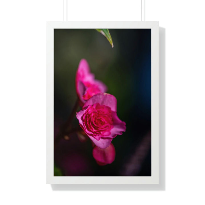 Hybrid Tea Rose - Framed Print - Visiting This World