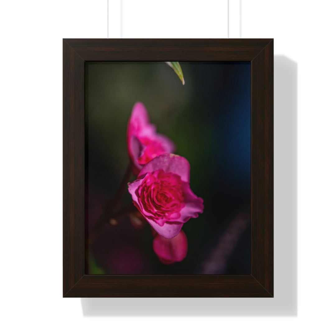 Hybrid Tea Rose - Framed Print - Visiting This World