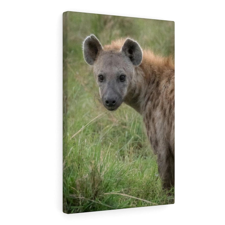 Hyena Stare - Canvas - Visiting This World