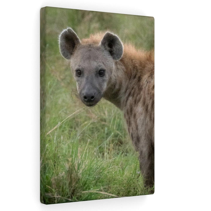 Hyena Stare - Canvas - Visiting This World