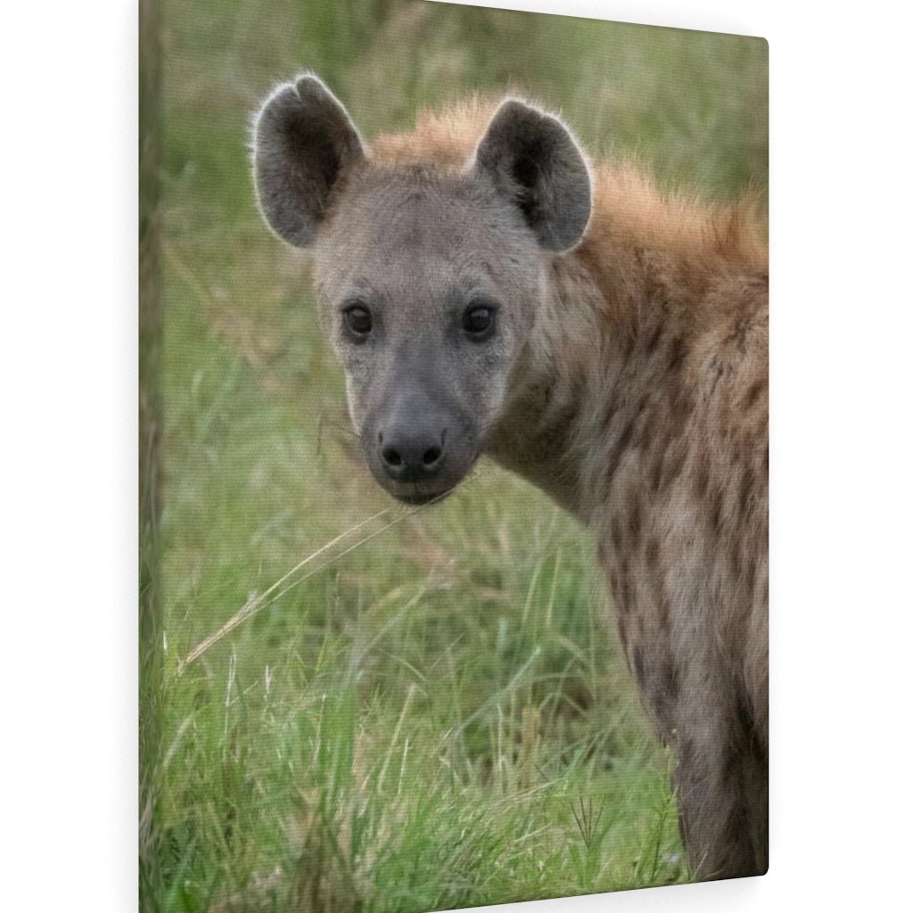 Hyena Stare - Canvas - Visiting This World